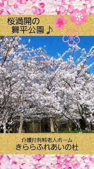 #きららふれあいの杜

桜満開の舞平公園♬

今週に入って一気に桜が咲きました！
玄関から満開の桜がとってもキレイです～🌸

春の陽気に誘われお散歩に出かけました。
徒歩2分、満開の桜を堪能しました♡

#ふれあいの杜新潟
#有料老人ホーム
#有料老人ホームの過ごし方
#入居者募集中