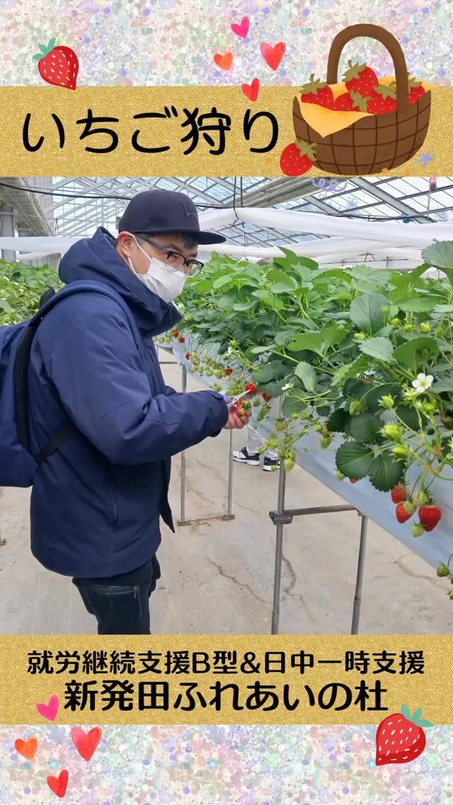 #新発田ふれあいの杜B


[いちご狩り」


二日に分けて、アドバンファームしばたに「いちご狩り」に行ってきました。
甘いイチゴを自分で取って試食を行いました。
とてもワクワクしながら、イチゴを選びながら摘み取り試食をしました。



#ふれあいの杜新潟
#福祉 #介護施設 #デイサービス
ショートステイ グループホーム
有料老人ホーム 介護福祉士
看護 介護 介護支援専門員
新潟市 三条市 新発田市 上越市
利用者募集中 入居者募集中
職員募集中 技能実習 特定技能
介護留学生